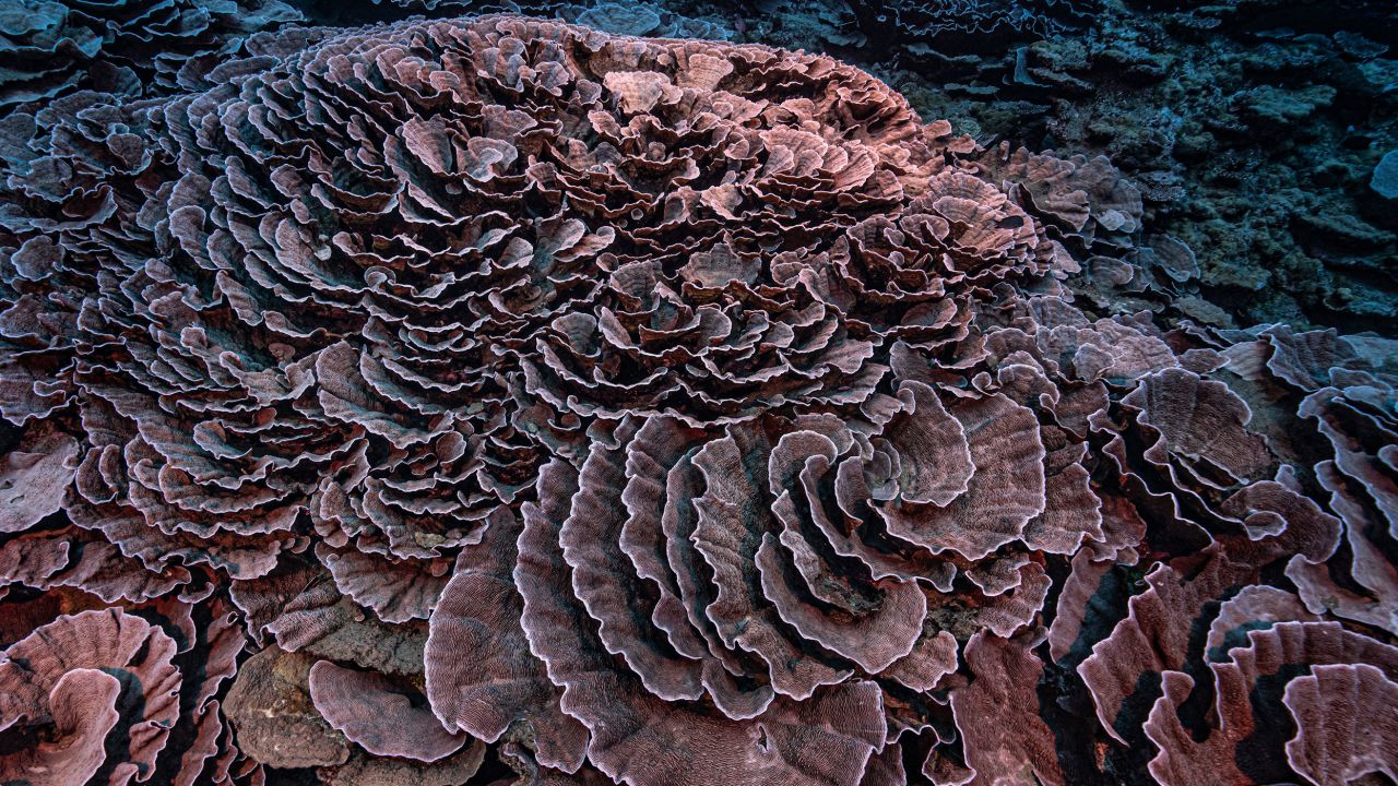 The coral in the reef was found to be healthy, with no sign that they had yet been affected by the increasing stress of the climate crisis.