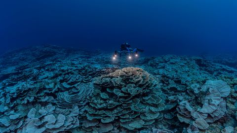 A researcher swims above the reef, which stretches for nearly two miles.