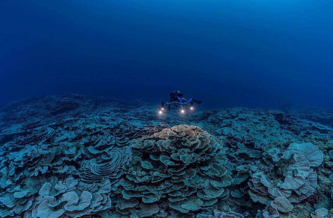 A researcher swims above the reef, which stretches for nearly two miles.