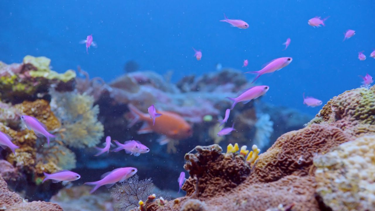 Fish swim in the reef.