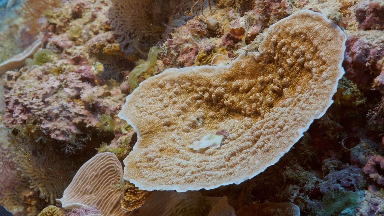 Depsite its depth, the reef still receives enough sunlight for the corals to grow and reproduce.