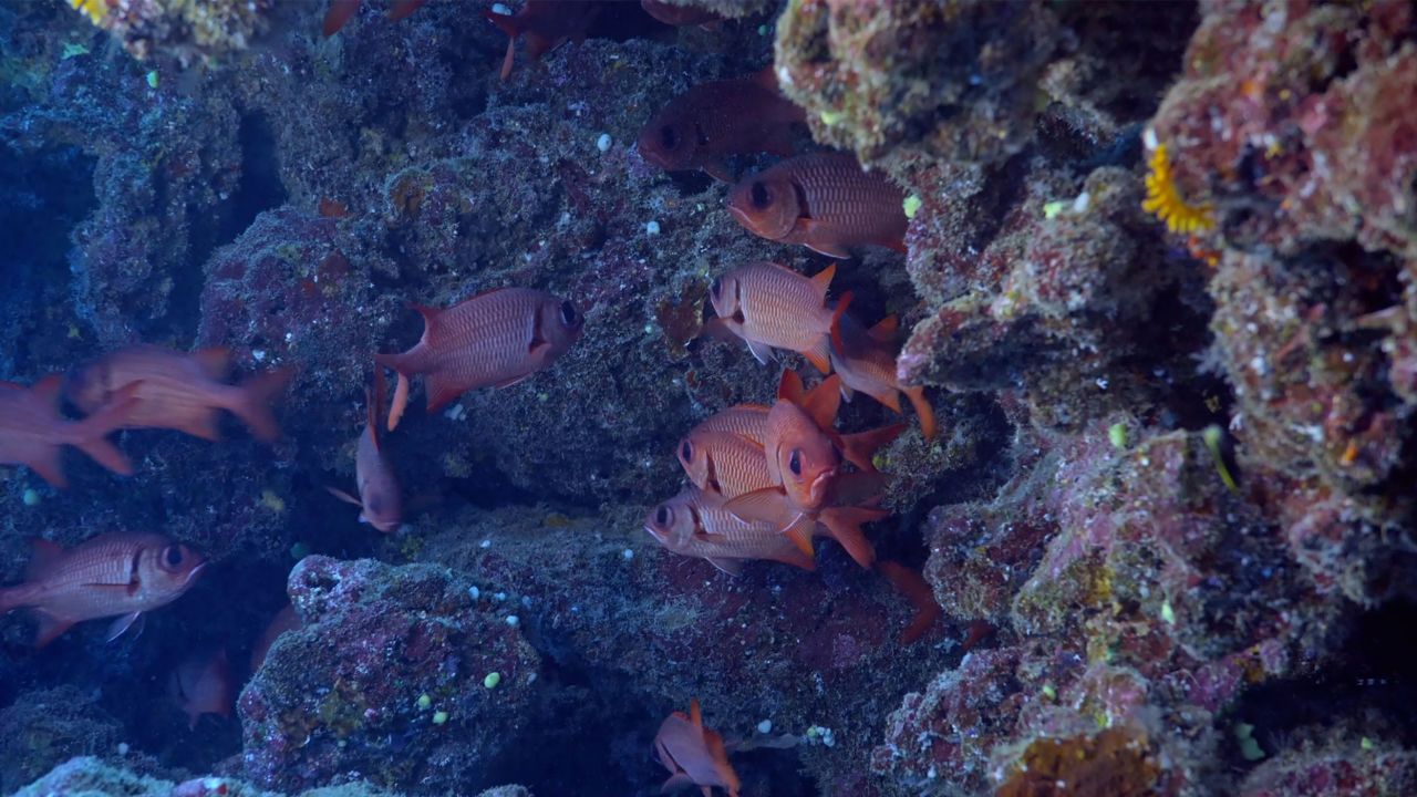 Coral reefs are an important food source and habitat for a wide array of marine organisms, such as the fish seen here.