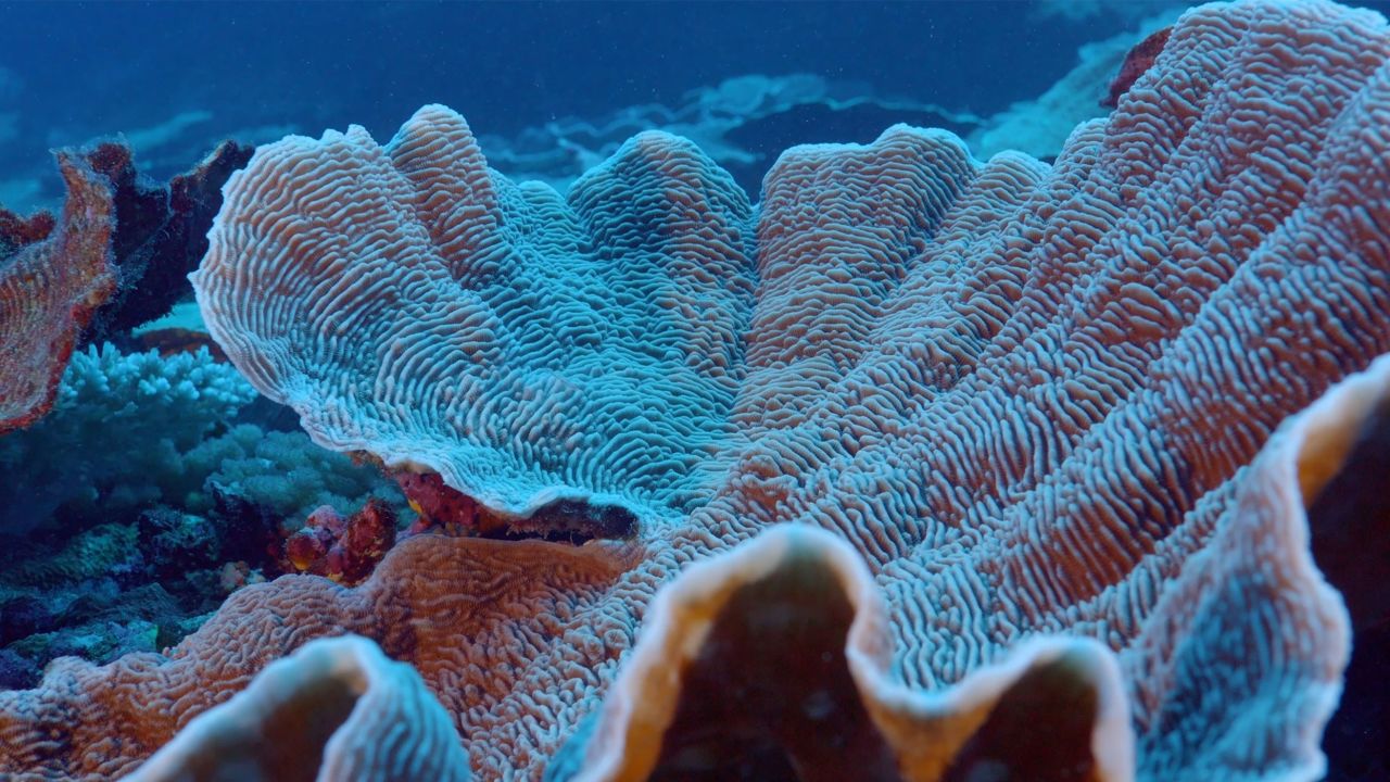 A detailed view of coral from the reef.