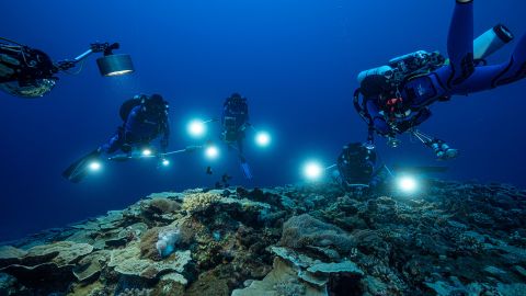 A group of researchers examine the reef.