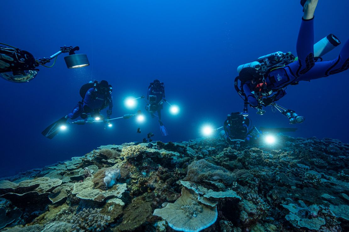 A group of researchers examine the reef.