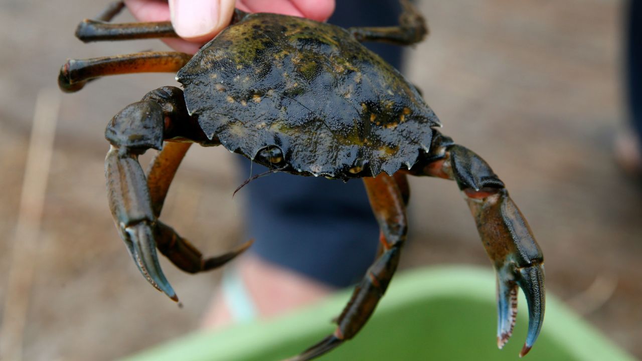 A non-native European green crab that was trapped and removed from Seadrift Lagoon in Stinson Beach, California, in 2017.  The invasive crustaceans have been plaguing the Pacific coast from Monterey Bay north to British Columbia for the past several years. 