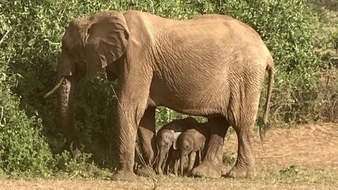 The rare twin elephants are yet to be named.