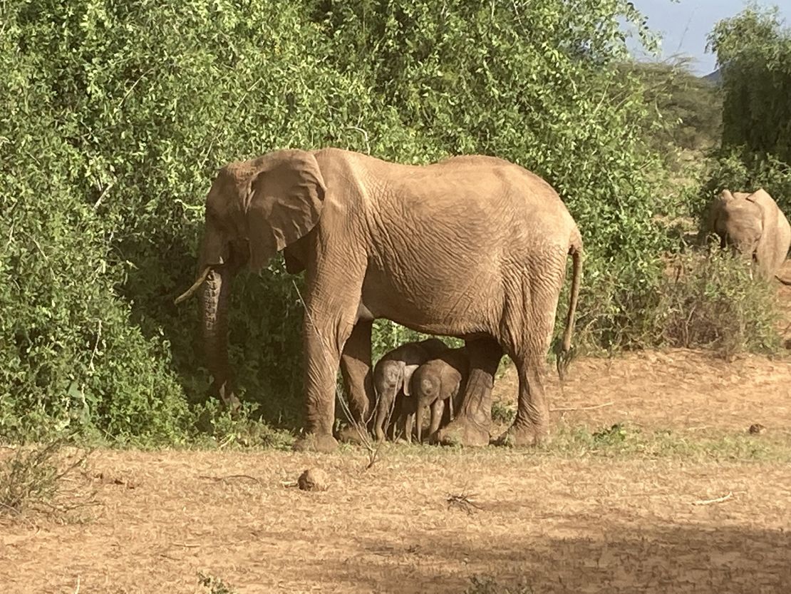 Elephant baby boom after tourists leave Kenyan wildlife reserve quiet
