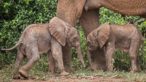 Rare twin elephants are seen on January 20 at the Samburu National Reserve in Kenya.