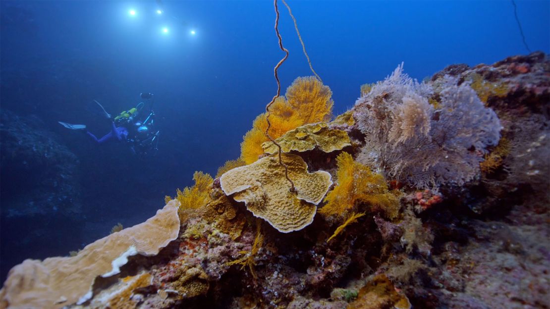 A diver swims above a coral reef found off the coast of Tahiti in November 2021.