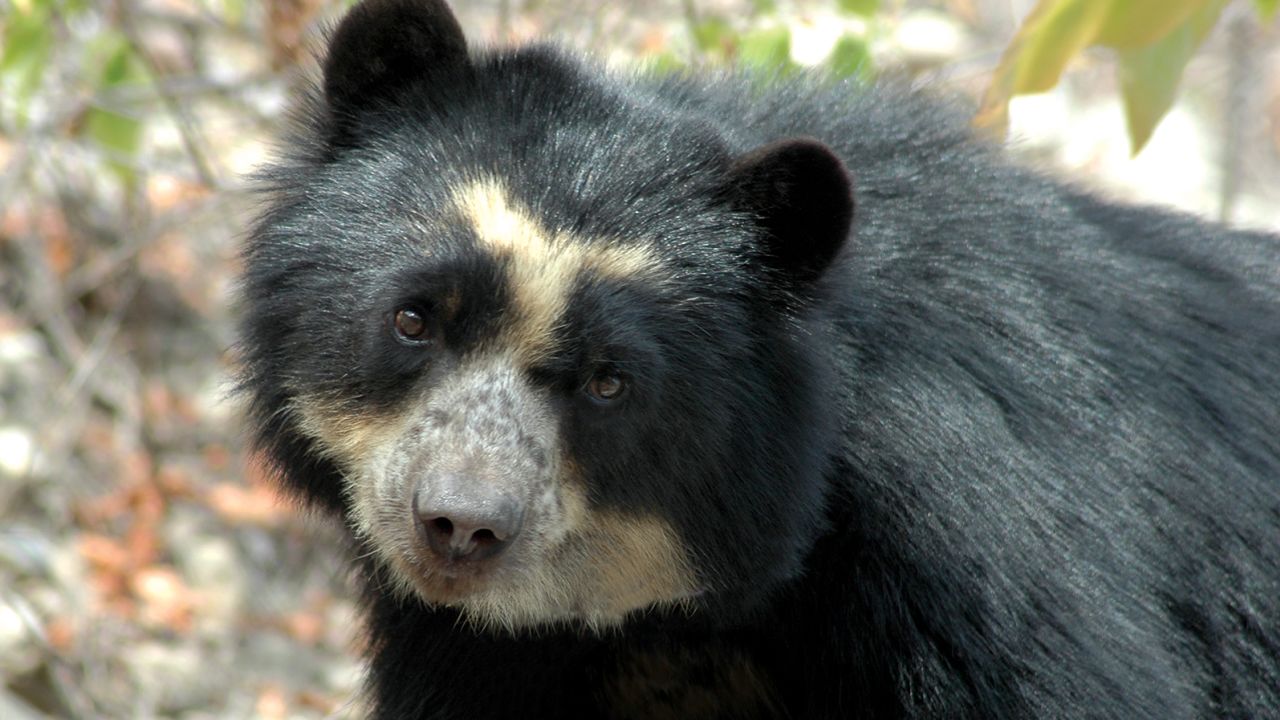 The spectacled bear gets its name from the yellowish-white marks around its eyes that resemble a pair of glasses. 