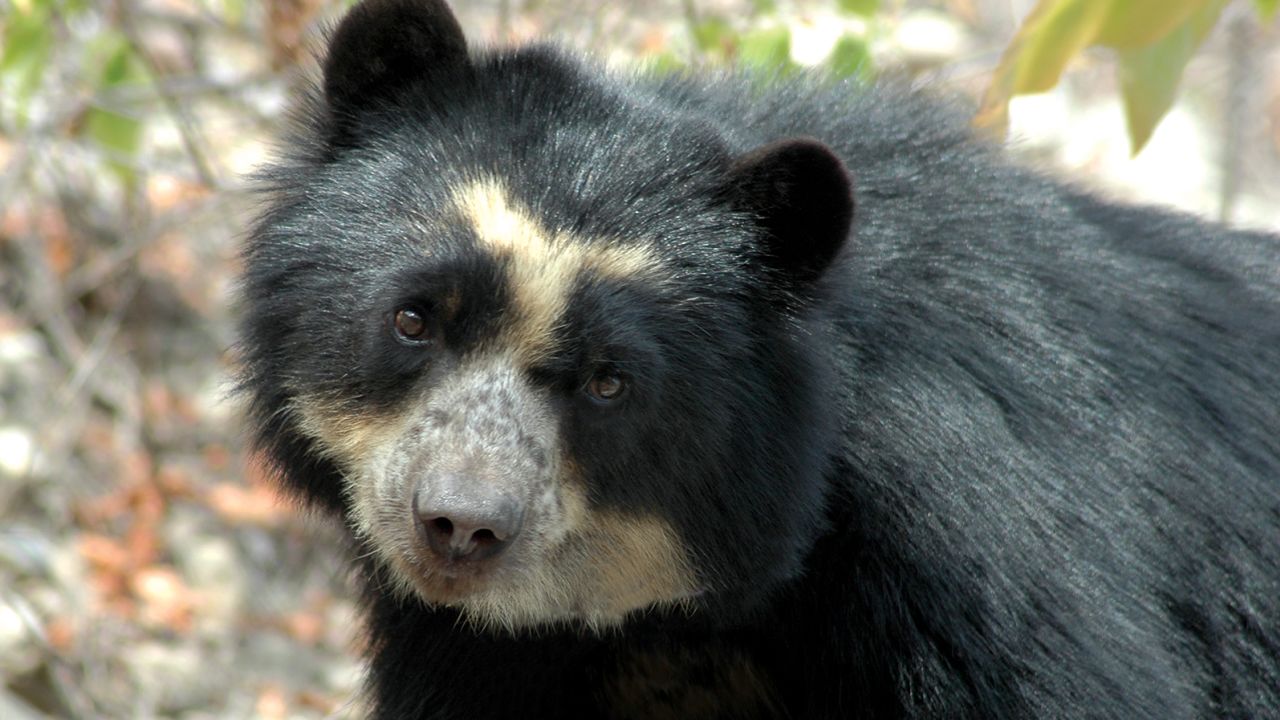 The spectacled bear gets its name from the yellowish-white marks around its eyes that resemble a pair of glasses.