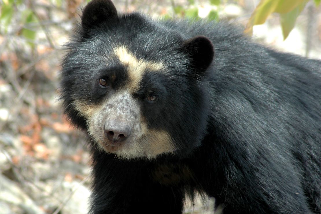 The spectacled bear gets its name from the yellowish-white marks around its eyes that resemble a pair of glasses. 