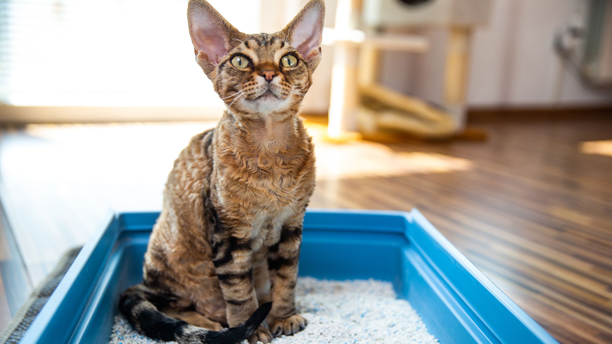 can cat litter be used for dogs