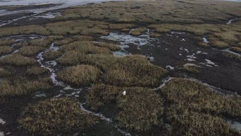 A drone shot shows Millie stranded on the mudflats.