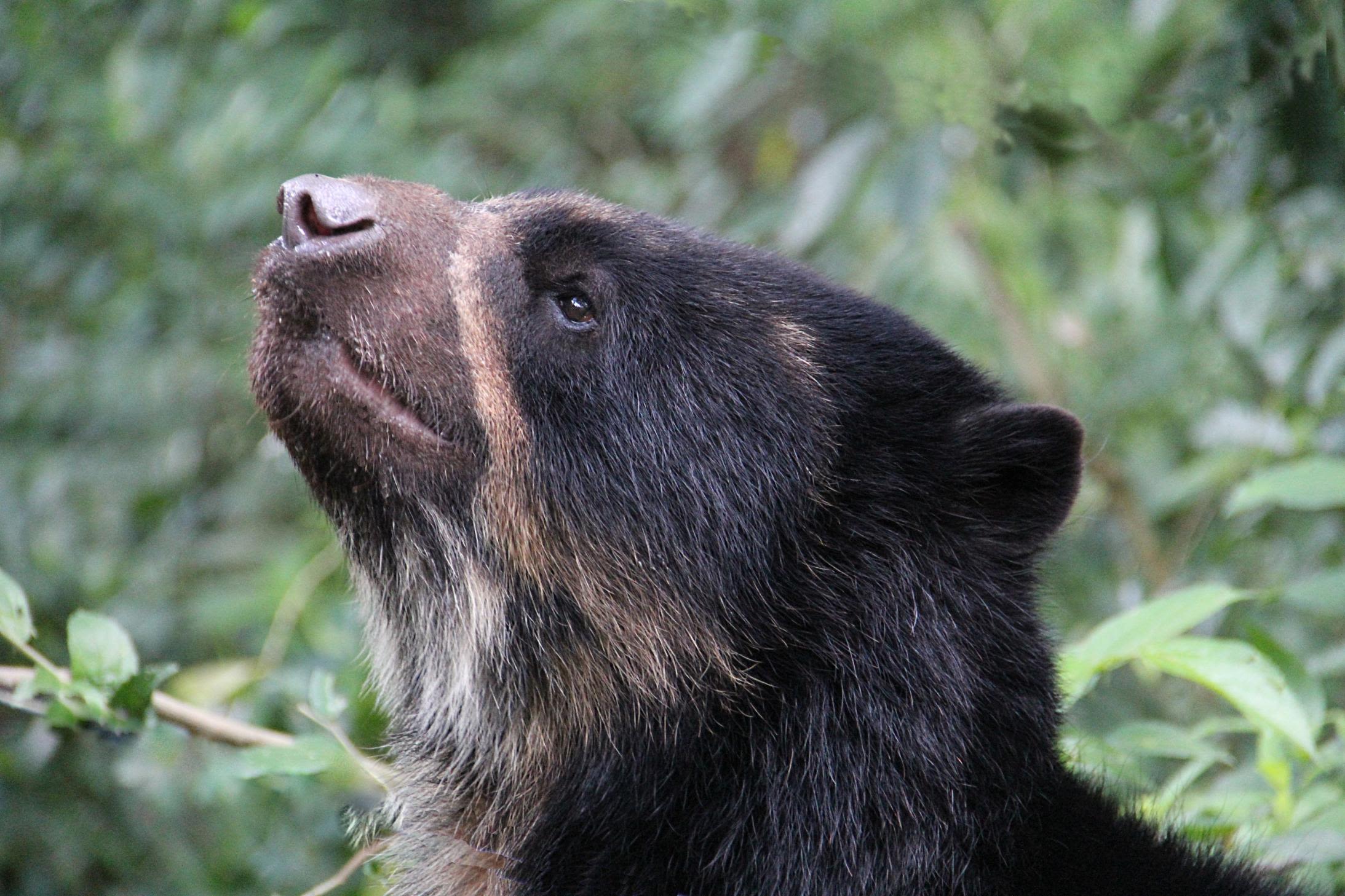 Bear s eye. Амазонская очковый медведь. Очковый медведь в Московском зоопарке. Редкие виды медведей. Очковый медведь лысый.