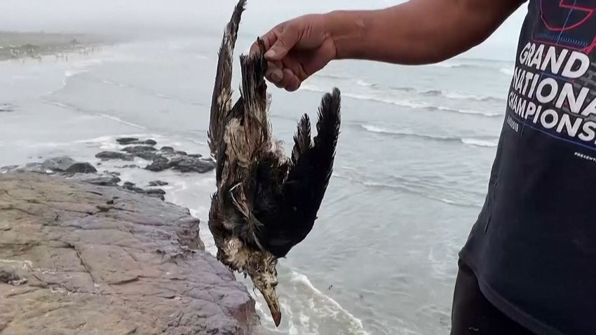 peru oil spill animals lon orig na