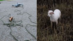 dog rescue drone sausage split