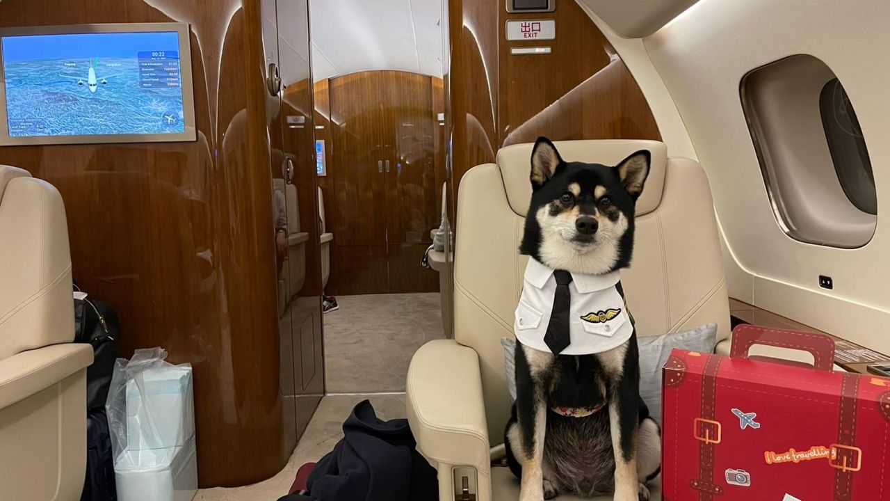 Several of Hong Kong's private aviation companies say that January 2022 is on track to be their biggest month ever for pets.