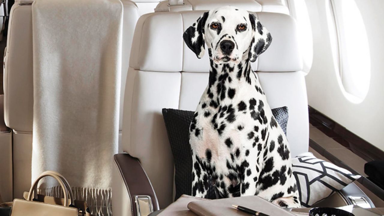 Olga Radlynska says her company has flown dogs of all sizes on their jets.