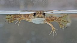 African Clawed-frog (Xenopus laevis)