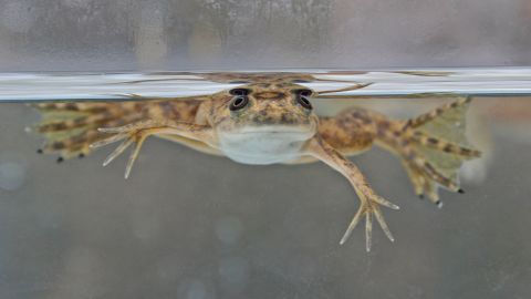 An African clawed-frog (Xenopus laevis) is shown. It was not part of the research. 
