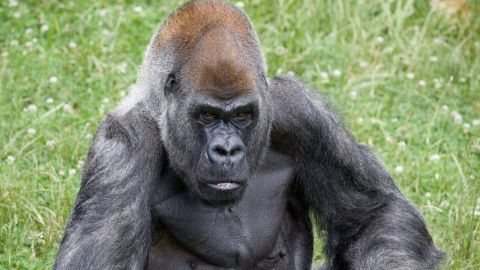 Ozzie was considered a legend by the staff at Zoo Atlanta.