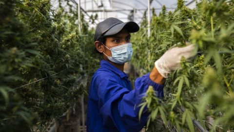 Thai greenhouse workers trim damaged marijuana leaves and care for plants at the greenhouse facilities at the Rak Jang farm on March 25, 2021 in Nakhon Ratchasima, Thailand. 
