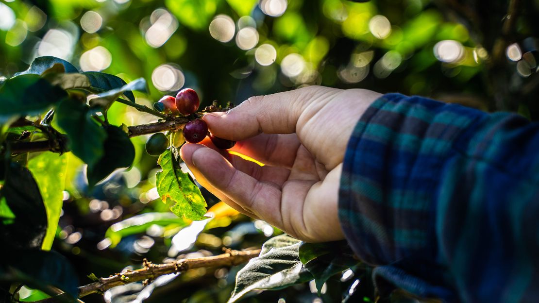 A worker picks coffee cherries during a harvest in Colombia.