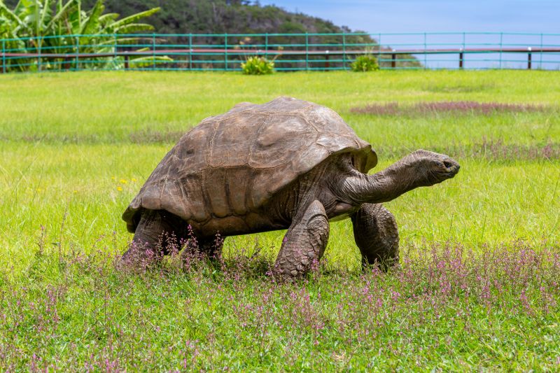 World S Oldest Ever Tortoise Turns 190 CNN   220126103049 01 Oldest Tortoise Jonathan Scli Intl 