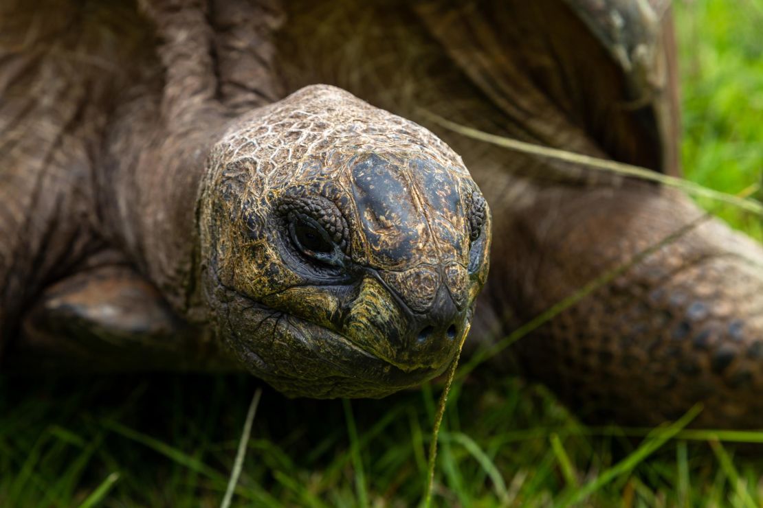The world may have changed immeasurably, but Jonathan's life still consists of eating, sleeping and mating.