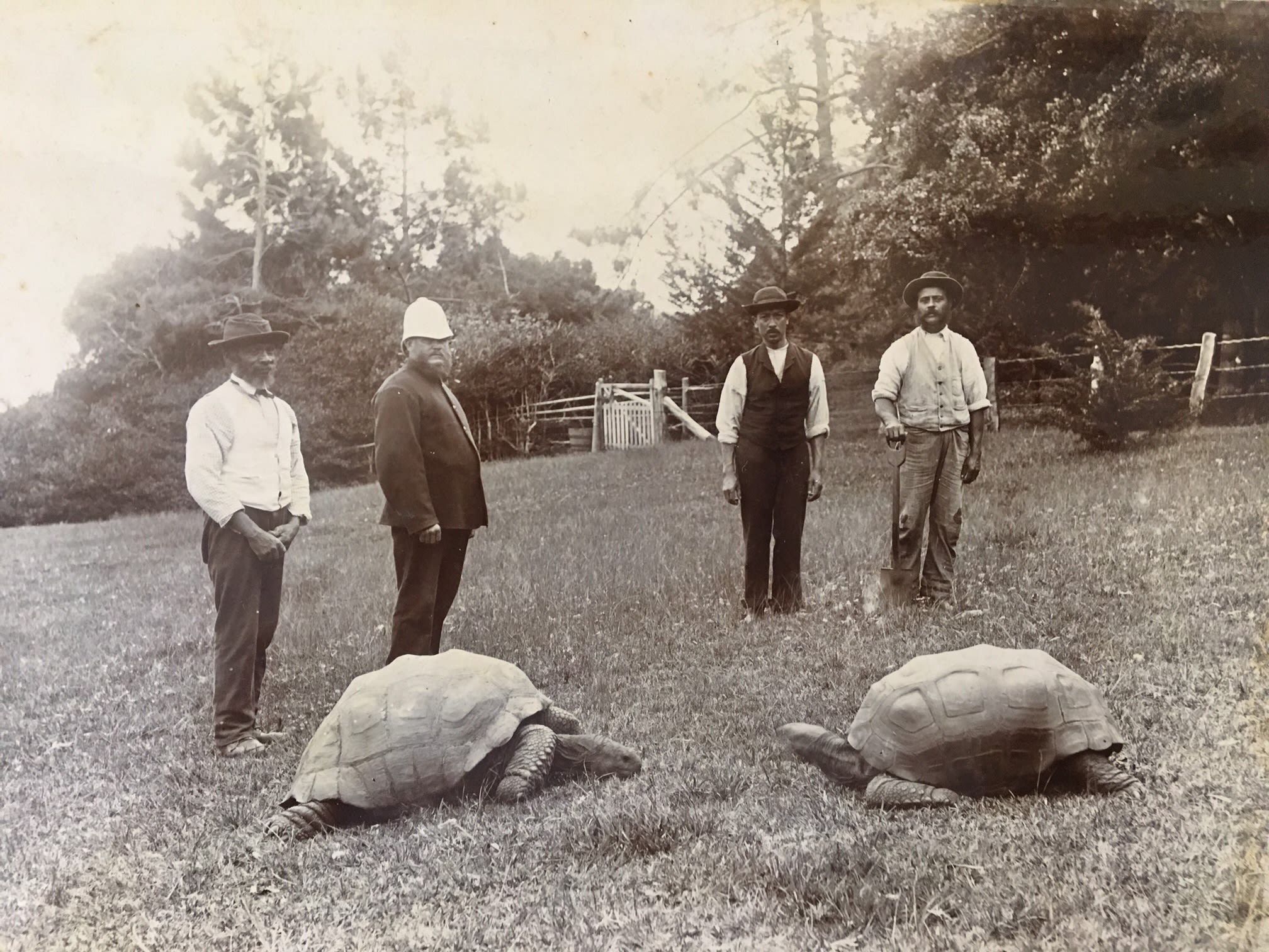 Jonathan the 190-Year-Old Tortoise Was Photographed in 1886 and