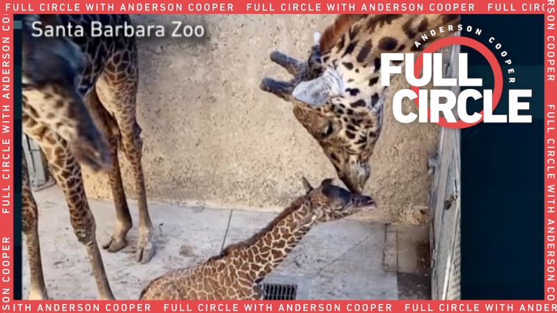 New baby giraffe born at the Santa Barbara Zoo