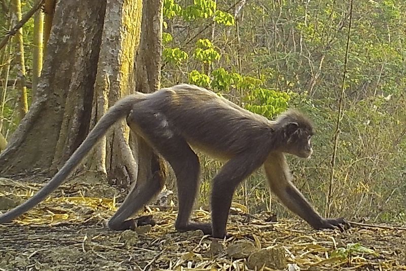 More Than 200 New Species Discovered In Mekong Region, WWF Says | CNN