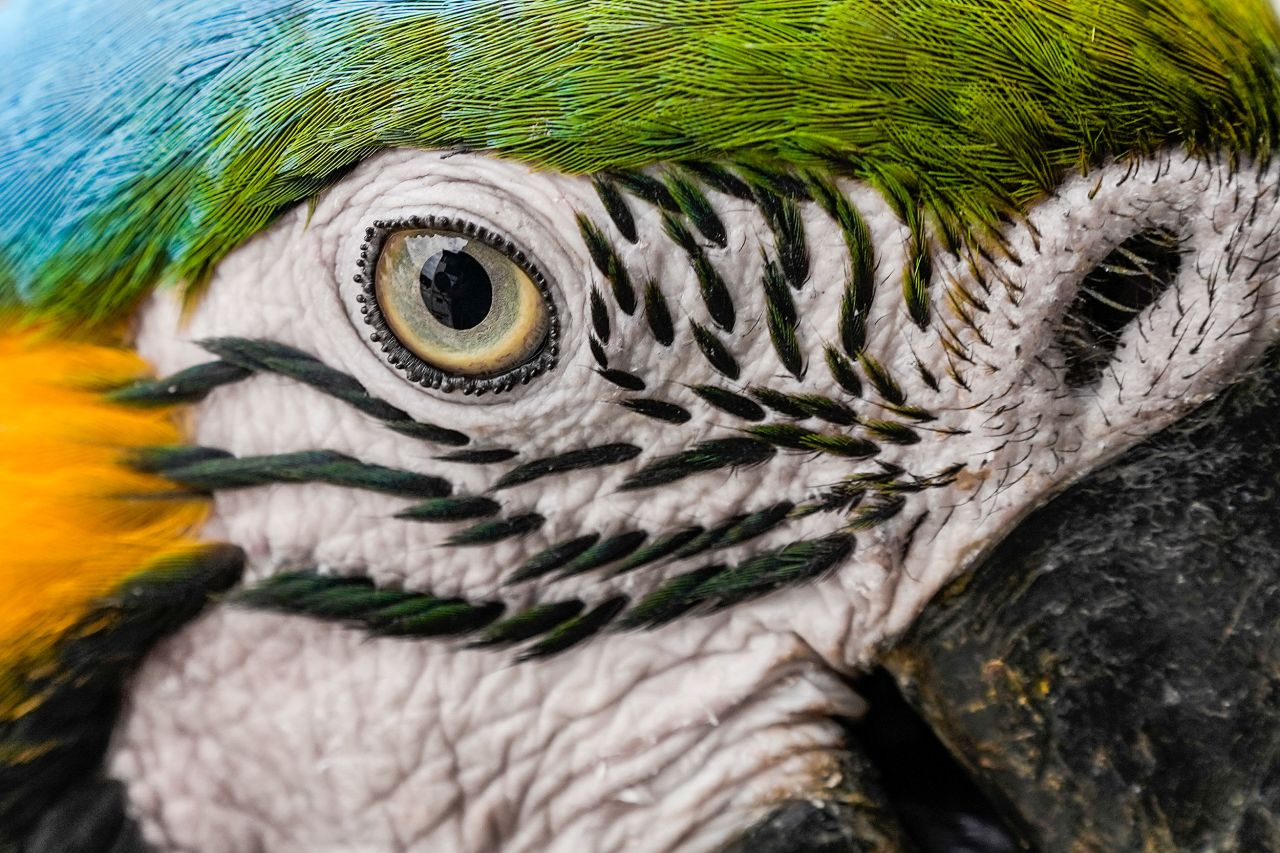 A wild macaw eats peanuts on the edge of an apartment building in Caracas, Venezuela, on Thursday, January 27. There, macaws regularly land on balconies and window sills to get food that people have put out for them.