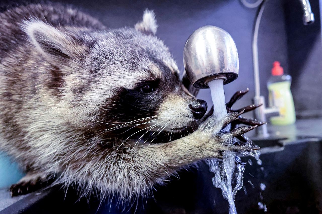 Fritzi the raccoon plays with water at the Berlin home of veterinarian Mathilde Laininger on Thursday, January 27. Laininger cares for four raccoons that can no longer be released into the wild. <a href="https://www.instagram.com/fritzi_the_rescue_racoon/" target="_blank" target="_blank">An Instagram account for Fritzi</a> has more than 10,000 followers.