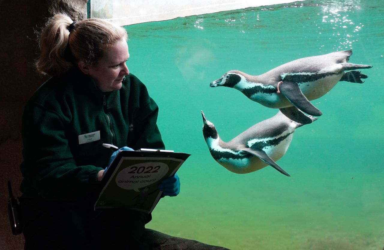 A zookeeper watches a pair of Humboldt penguins during the annual animal count at the Marwell Zoo in Winchester, England, on Tuesday, January 25.