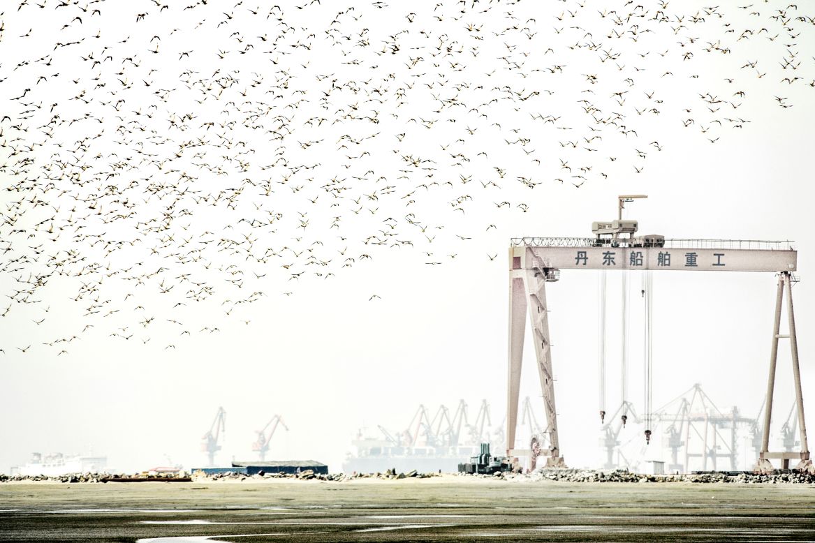 Chinese photographer Jiang Xinhe was shortlisted in the "Environment" category for this image of snipes flying over a shipyard in the port city of Dandong.