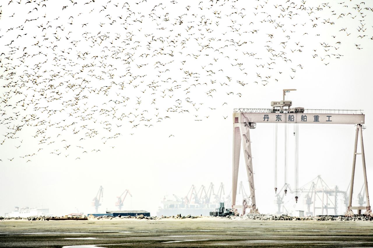 Chinese photographer Jiang Xinhe was shortlisted in the "Environment" category for this image of snipes flying over a shipyard in the port city of Dandong.