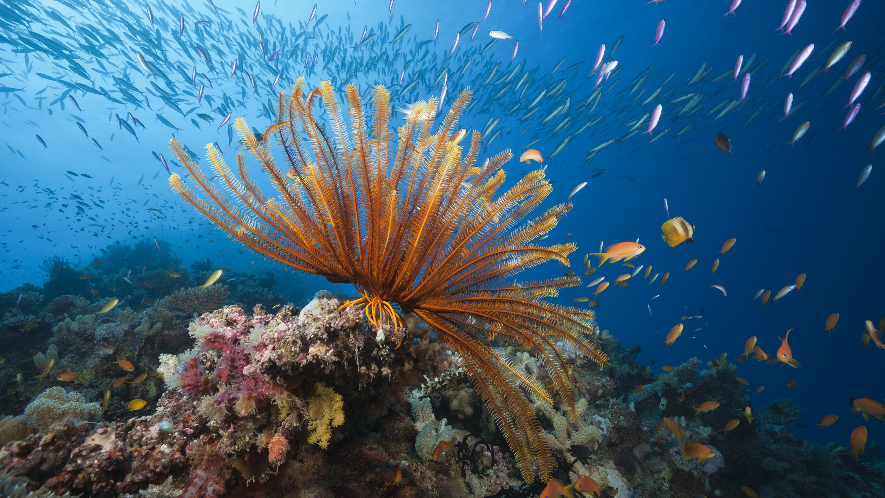 The Great Barrier Reef is home to more than 1,500 types of fish, over 400 kinds of hard corals and dozens of other species.
