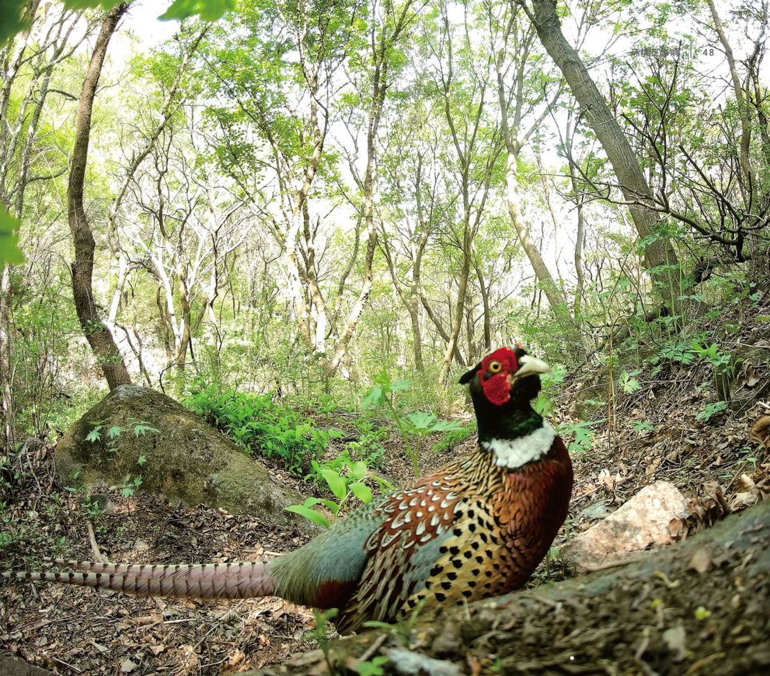 A ring-necked pheasant is caught on camera in the Songshan National Nature Reserve in 2019.