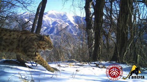 A leopard cat is caught on camera with the Olympic ski runs in the background.