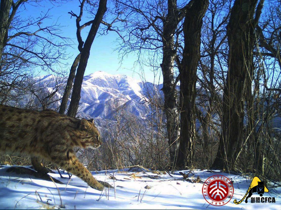 A leopard cat is caught on camera with the Olympic ski runs in the background.