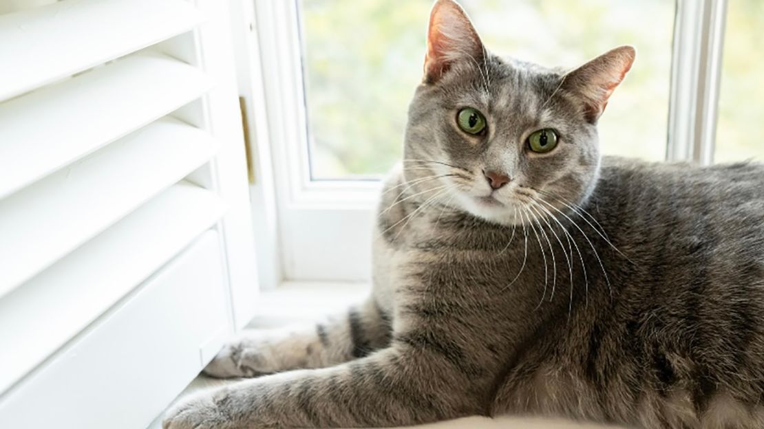03 white house cat