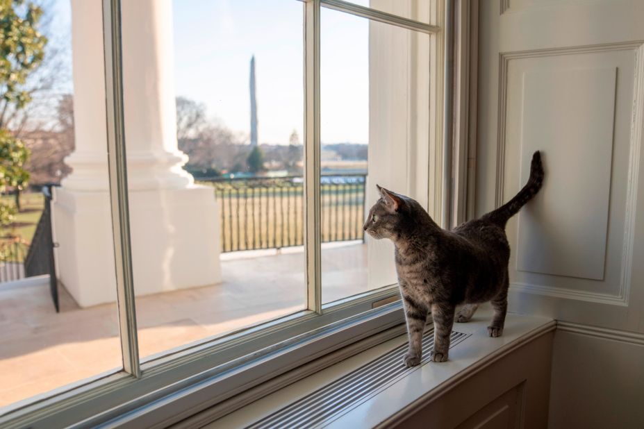 The Bidens' cat, Willow, looks out a window at the White House.