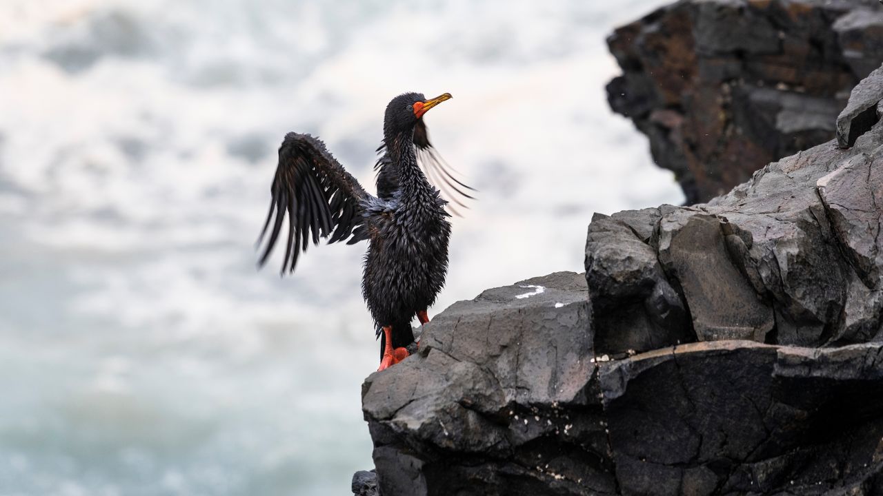 A bird, seen covered in oil, after the January 15 spill near Lima, Peru.