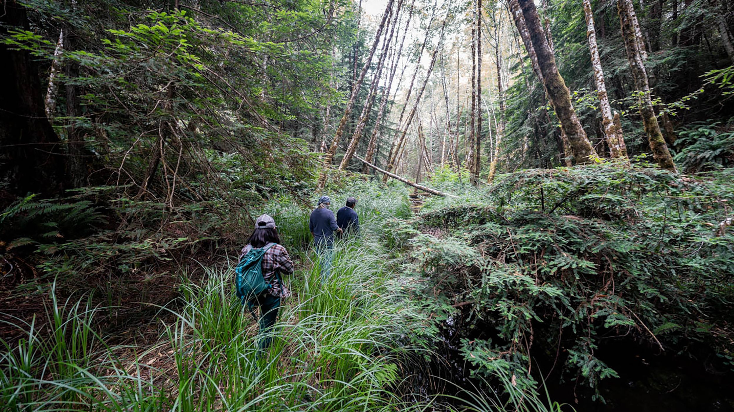 InterTribal Sinkyone Wilderness Council representatives and Save the Redwoods League staff visiting Tc'ih-Léh-Dûñ in June 2021.