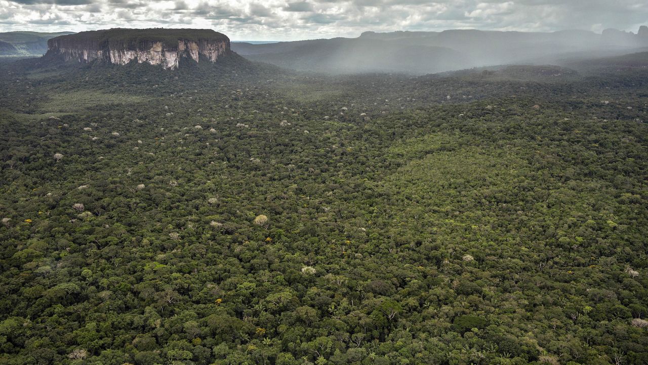 An aerial view of part of the Amazon rainforest. Researchers noted that trees in South America are particularly vulnerable to the climate crisis.