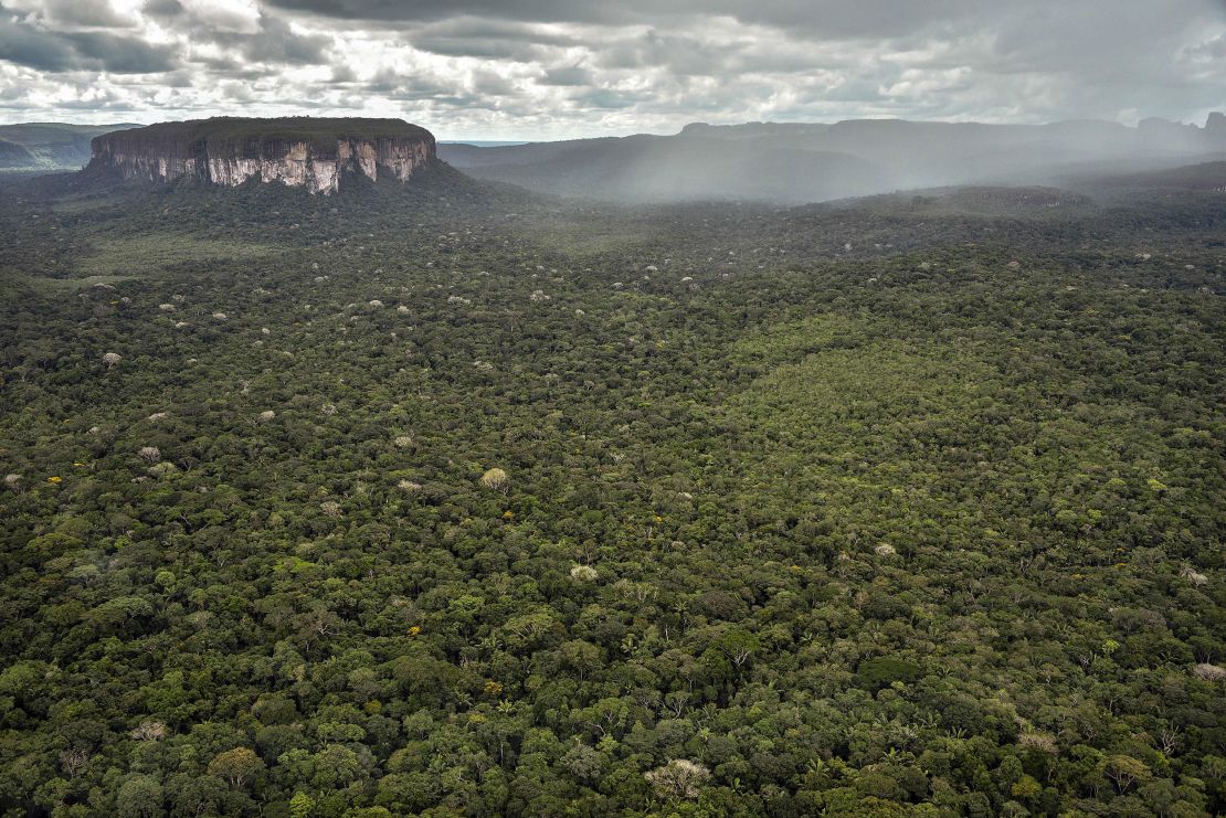 An aerial view of part of the Amazon rainforest. Researchers noted that trees in South America are particularly vulnerable to the climate crisis.