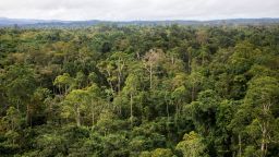 A view of the Amazon rainforest near French Guiana. Researchers reported Monday there are thousands of tree species yet to be discovered worldwide.